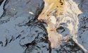 What Sparked Movement In Canadian Natural Resources (TSX:CNQ) On The TSX 60 And Composite Index?