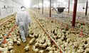 Inghams Group Ltd Has Made A New Hatchery Investment