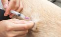 Greencross Fulfilled All The Pre-Conditions For FIRB Approval