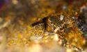 How Will Vior’s Extensive Drill Program Impact the Belleterre Gold Project?