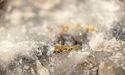 Spanish Mountain Gold Should Approach Business Growth with Caution