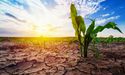  Graincorp Limited’s HY19 Earnings Impacted By East Coast Australian Drought 