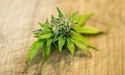  Cann Group’s shares surged 19% on a Revised Expansion Plan and Offtake Agreement 