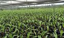  Leaf Resources Granted Patents For Glycell™ Technology 