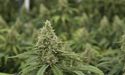MGC’s Cannabis Ingredient Product Taking Grounds Over Its Pharma Products
