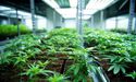  More Discoveries On Horizon In Medical Cannabis Research 