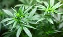 MMJ Group Eyes Growth Prospects For Harvest One: Shells Off Share Sale Plan