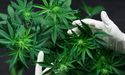  What Made MMJ Group Holdings Plunge As It Resumed Trading On ASX? 