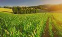 Aguia (ASX:AGR) on consistent success with agronomic tests on various crops 
