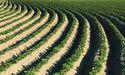 Aguia (ASX:AGR) marches towards installation licence despite legal battle