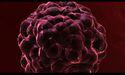 Radiopharm (ASX:RAD) hails release of DUNP19 cancer study in prestigious scientific journal
