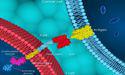 How this small-cap ASX biotech bolstered its cancer leadership position in 2022