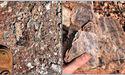 QX Resources (ASX:QXR) observes lithium-bearing pegmatites at Turner River