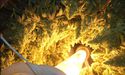 RotoGro Acquires Canadian Cannabis Processor, Supra THC Services