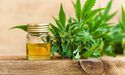 THC Global Completes the Acquisition of the Canadian Cannabis Company; Shares Surged up by more than 5 percent!
