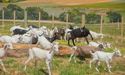  TasFoods Limited Set to buy Betta Milk for $11.5m; Stock Zooms up 8% 