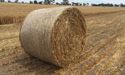 Wingara's Raywood Facility Received Approval Of GACC To Export Oaten Hay To China