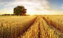  WOA Signs MoU With Hemp Growers For WA’s Largest Industrial Hemp Trial 