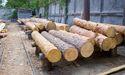 Is There More to Acadian Timber's Struggles Than Just Earnings?