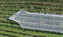 A Glance At 3 ASX AgTech Stocks – ROO, RGI, ABT