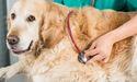  FTSE 350 Retail Segment Monitored as Pets at Home Group Maintains Rating Consistency 