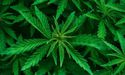 Bod Shares Mounted After It Aligned Itself With Chemist Warehouse Group To Dispense Medicinal Cannabis Products