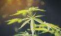  Medipharm Labs In December 2018 Ships Over CAD$10m Of Cannabis Oil 