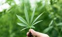 6 Cannabis Stocks - EXL, CAN, RGI, AC8, BDA And MMJ