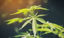 Unveiling the facts on Cannabis - Are these four ASX Stocks in an undervalued zone AC8, THC, EXL and BOT?