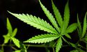  MediPharm Labs Enters Into Cannabis Extraction Agreement With TerrAscend Corp 