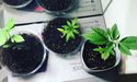 MMJ Group: Harvest One Launched Satipharm Reformulated CBD Capsules In Europe