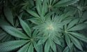 MMJ Group Announces CEO Resignation - Stock in Red Zone