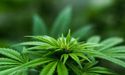  Cannabis Clinic Network Based Company, CannVaLate Plans To Raise $65 Million In An IPO 