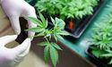 Why Are Cannabis Stocks Shifting With Sector Rotation in June? 