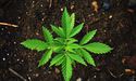 Affinity Energy Gets Approval For Facility Of Cannabis Cultivation