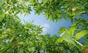 CropLogic To Expand Trial Farm Size From 150 To 500 Acres; Stock Zoomed Up By 7.5%