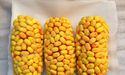Corn breaks consolidation; reaches around US$400 over projected high consumption
