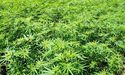 Creso Pharma Is Set To Enter Sri Lanka’s Medicinal Cannabis Industry