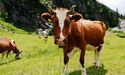  Woolworths Has Come To The Australian Dairy Farmers’ Rescue! 