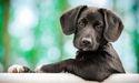  Pets at Home Group (LON:PETS) Gains Momentum as Market Interest Returns 