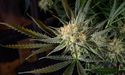 Cannabis Stock eSense-Lab Supplies More ‘Miracle Bottle’ In The UK