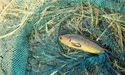 Murray Cod: Darling River Fish Deaths Have No Effect On Company’s Fish Stocks