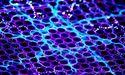  Nvidia vs. Broadcom: Comparing Leading Semiconductor Giants 