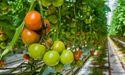  SSP Group Plc Within FTSE 350 as UK Travel and Catering Services Remain in Focus 