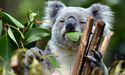  Australia aims for ‘zero extinctions’, promises to conserve land 