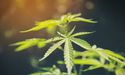 MGC Pharmaceuticals’ Stock Zooms Up By 5% On Company’s Botanical Update