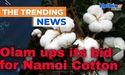  Olam ups its bid for Namoi Cotton 
