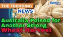 Australia Poised for Another Strong Wheat Harvest