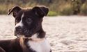 National Veterinary Care’s Acquisition Update, Veterinary Services Businesses Tally At 99