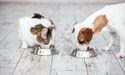  Pet Valu (TSX:PET) Expands Influence in S&P TSX Composite Index 